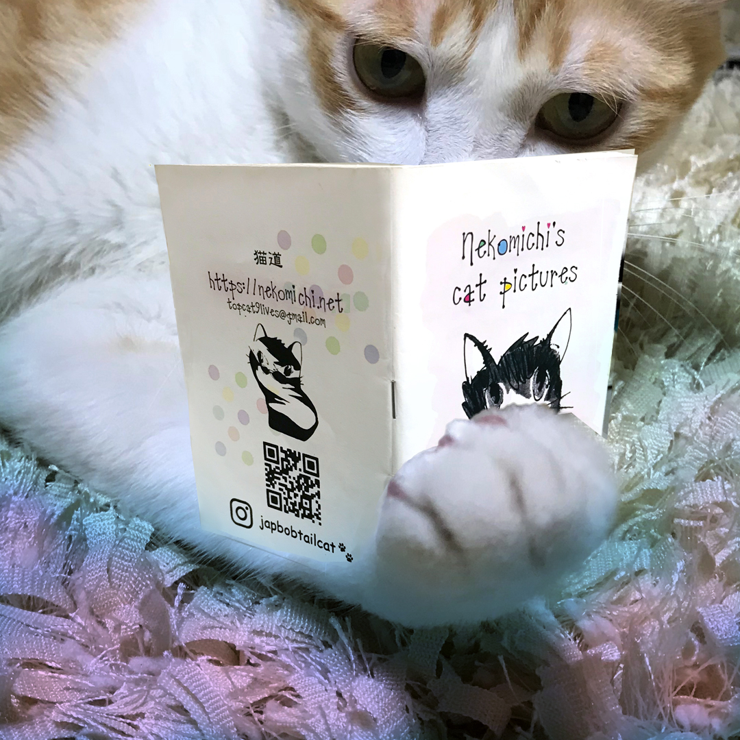 zineを見ているニャンコ