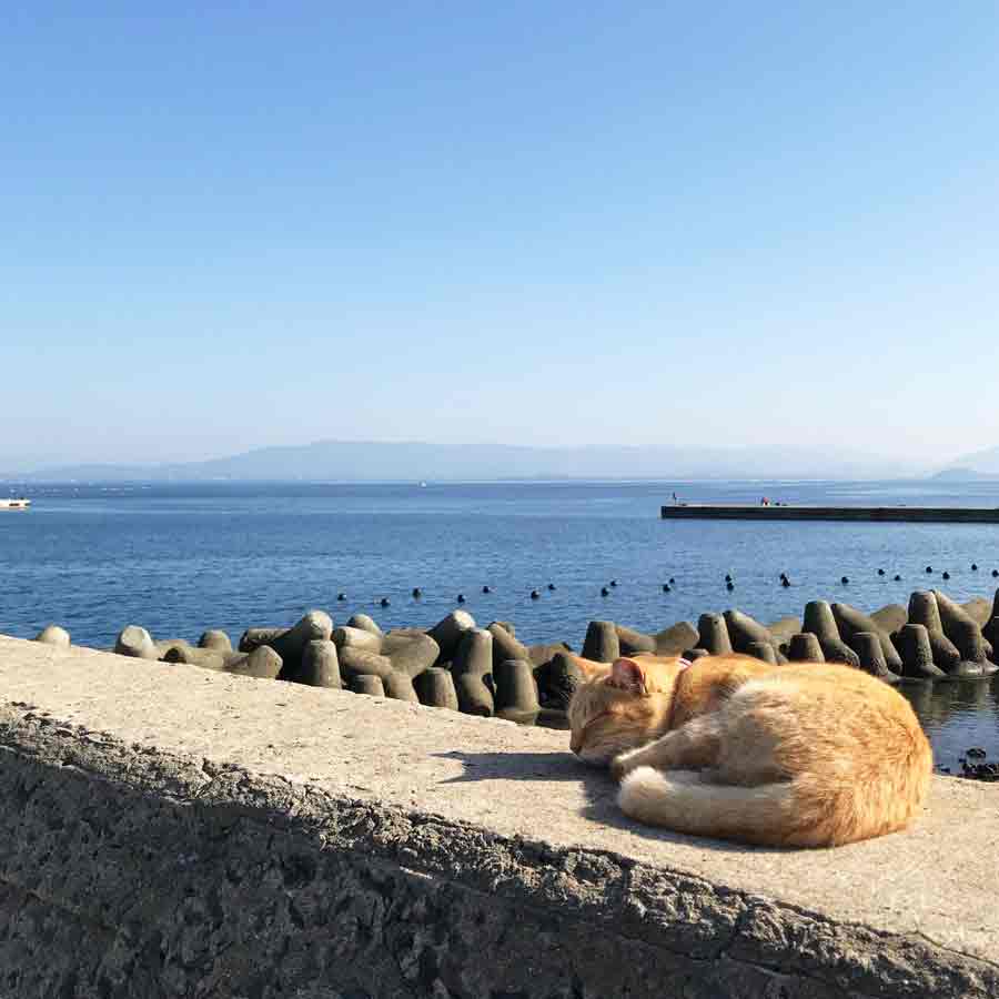 お昼寝ニャンコ