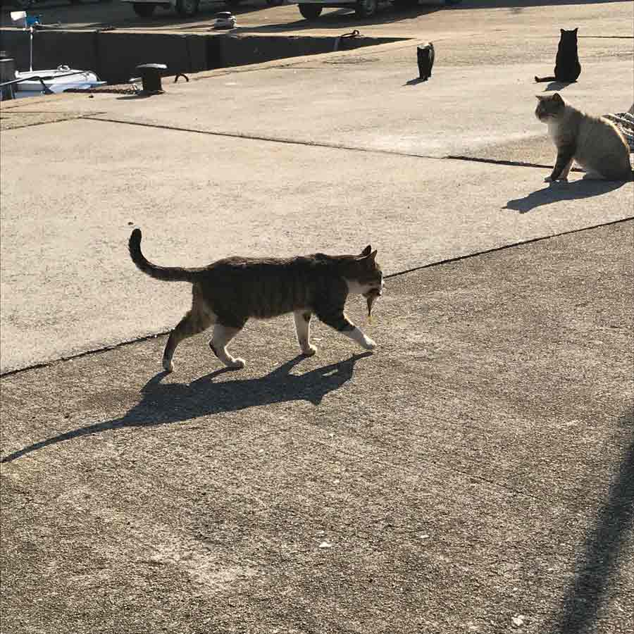 今日のご馳走を加える猫
