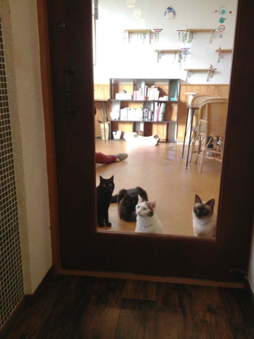 五匹の猫カフェ