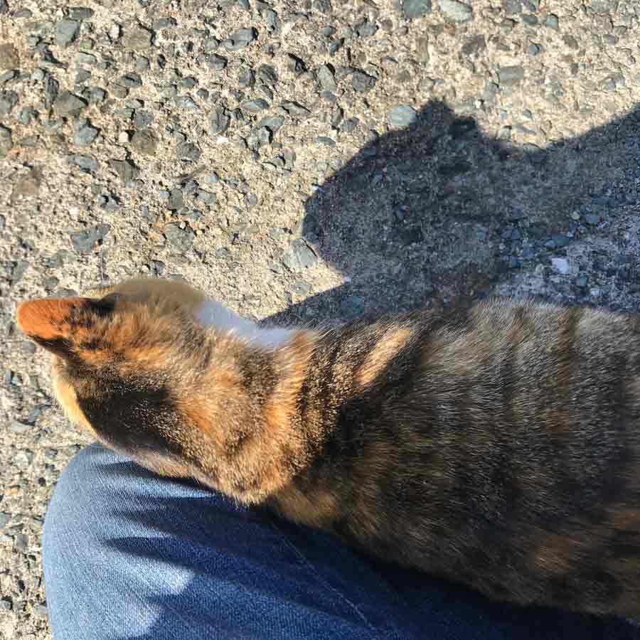 人懐こい優しいニャンコ