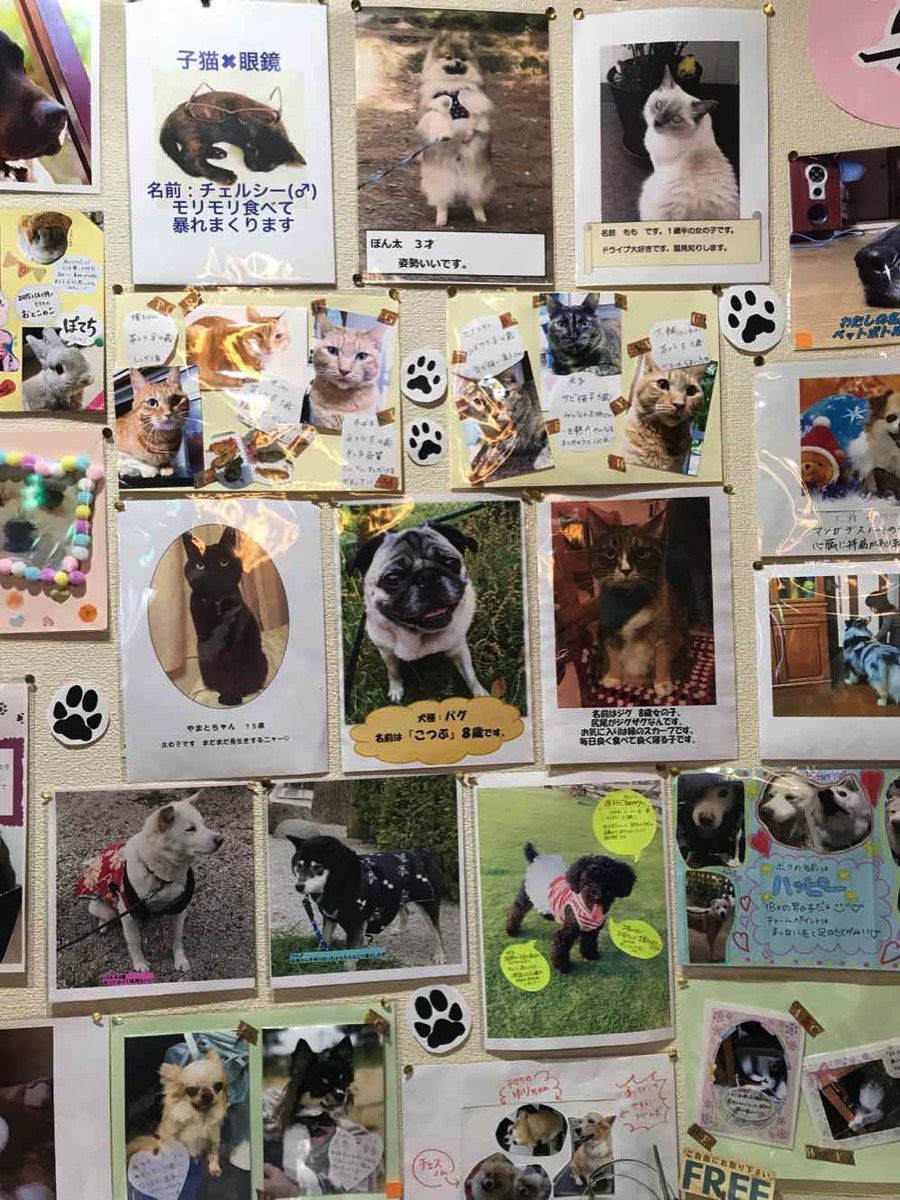 cat lovers and dog lovers