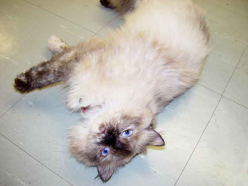 Betty lies at full length on the floor