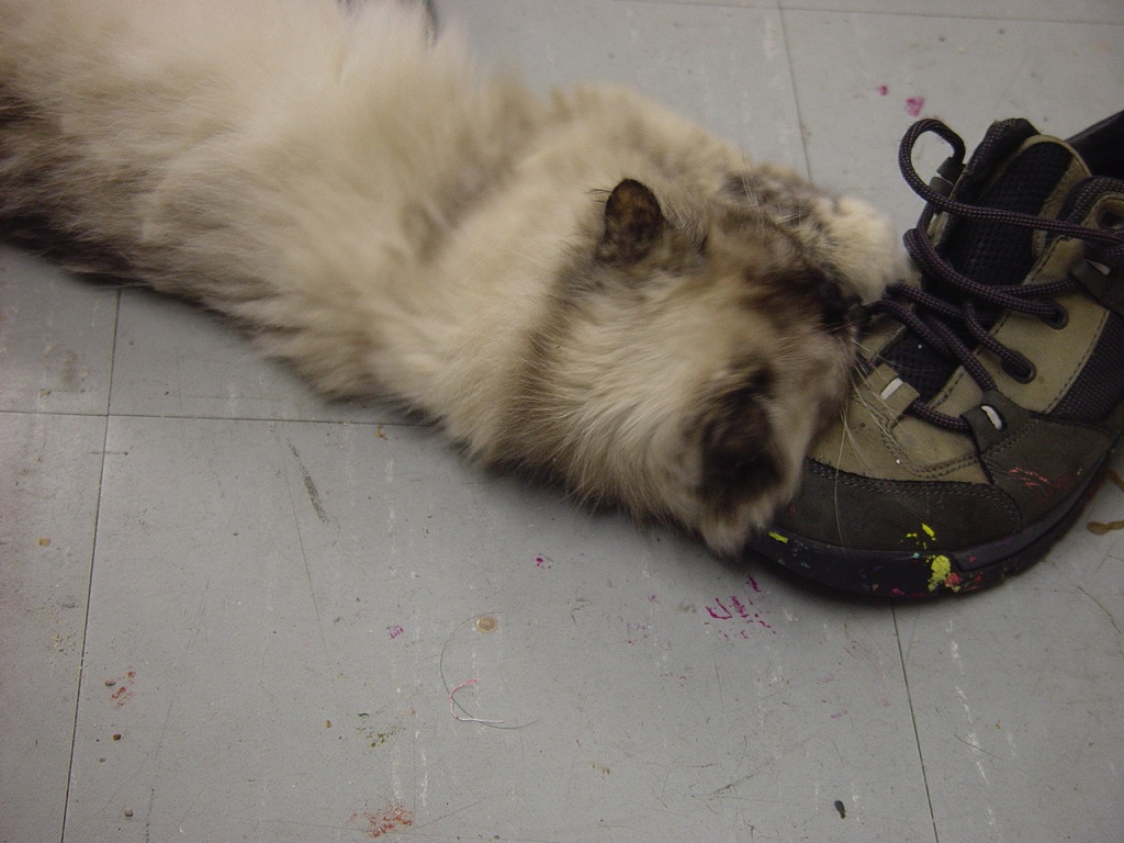 Betty plays with my shoes