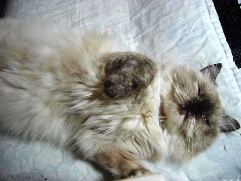 betty is napoping at noon